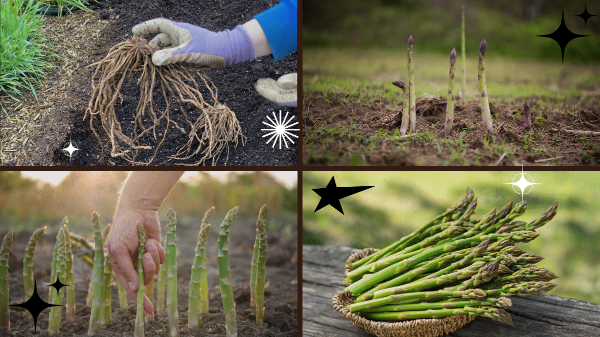 How to Plant Asparagus Crowns – A Gourmet Addition to Your Garden!