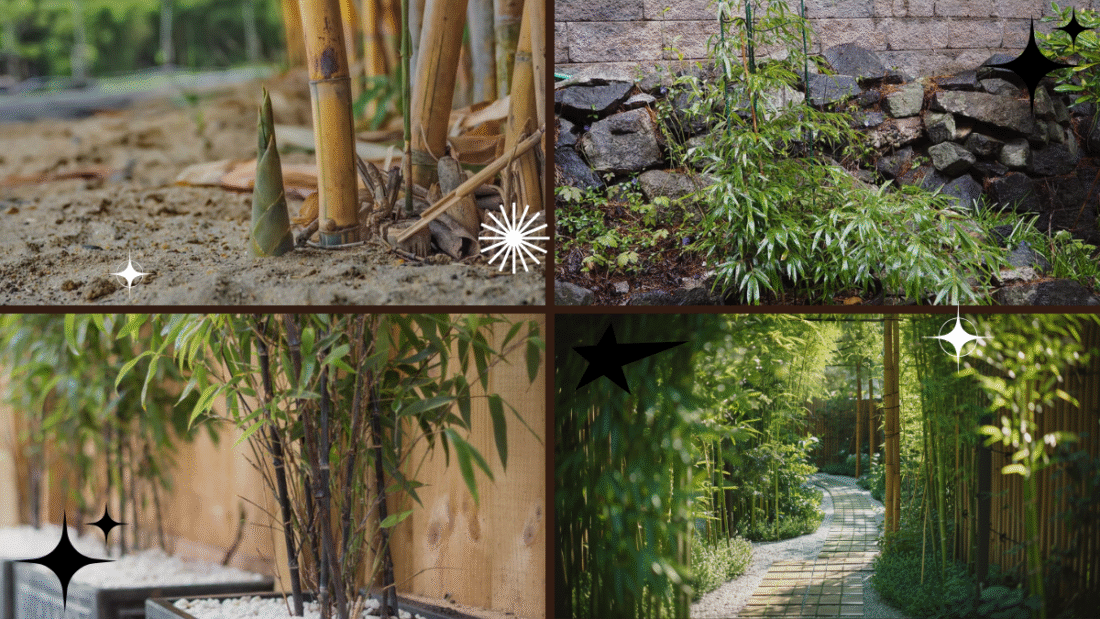 How to Plant Bamboo – Bring Elegance to Your Landscape!