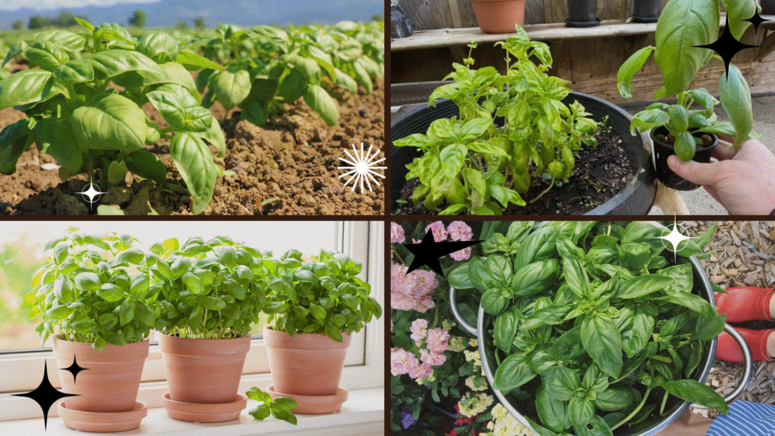 How to Plant Basil – Grow Aromatic Flavors at Home!