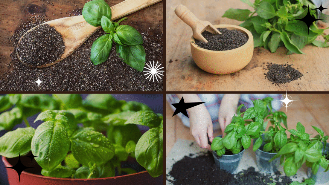 How to Plant Basil Seeds – A Beginner’s Guide to Fresh Herbs!