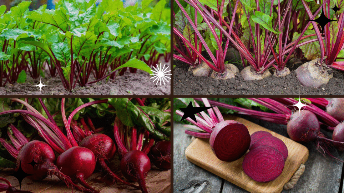 How to Plant Beets – Root for Healthy Harvests!