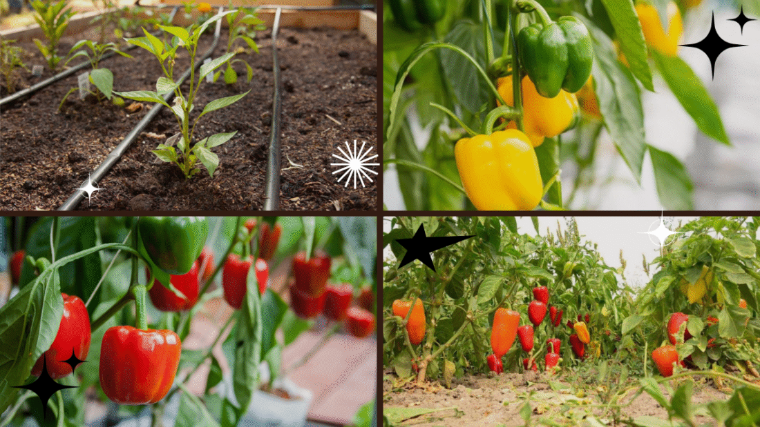 How to Plant Bell Peppers – Add Color to Your Garden!
