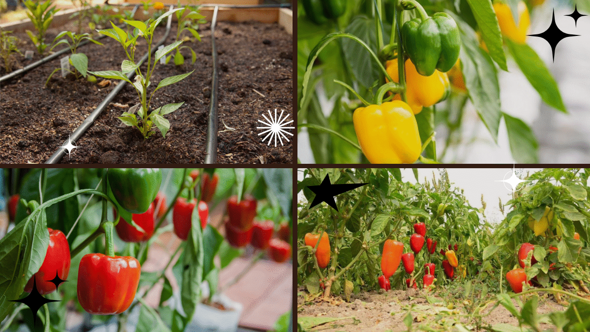 How to Plant Bell Peppers – Add Color to Your Garden!