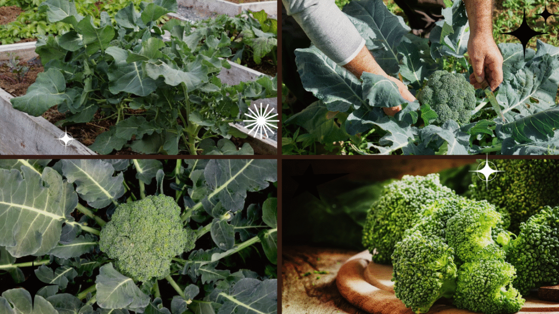 How to Plant Broccoli Plants – Nutritious Greens Made Easy!