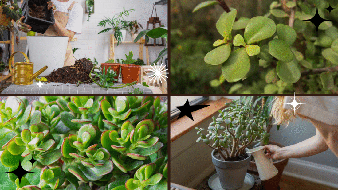 How to Plant Jade Cuttings – Grow Your Own Lucky Charm!