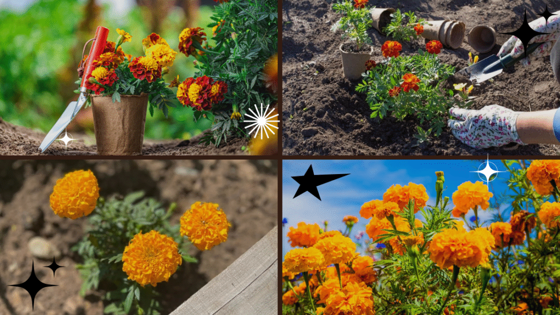 How to Plant Marigolds – Beautify Your Garden with Vibrant Colors!