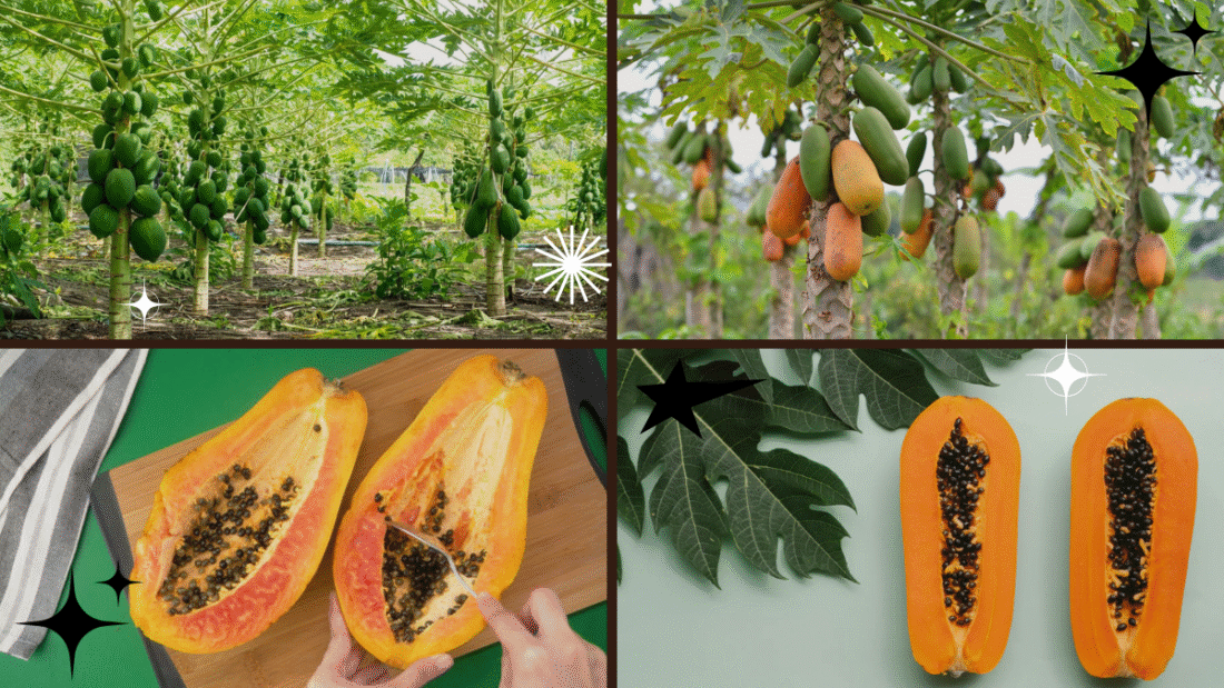 How to Plant Papaya Seeds – Tropical Flavors Made Easy!