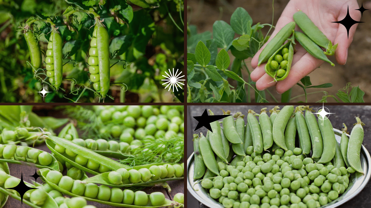 How to Plant Peas – Enjoy Crisp, Fresh Produce!