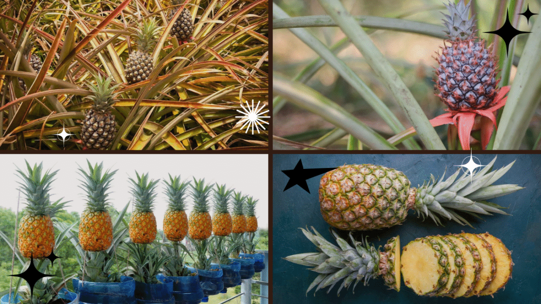 How to Plant a Pineapple Top – A Fun Way to Grow Tropical Fruits!