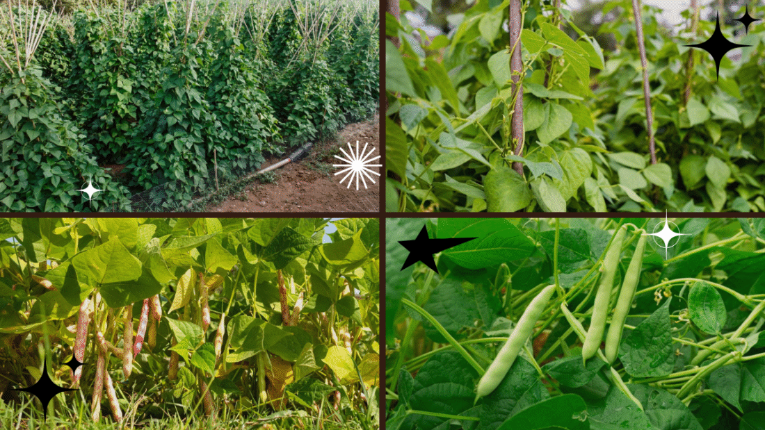How to Plant Pinto Beans – The Perfect Addition to Your Garden!