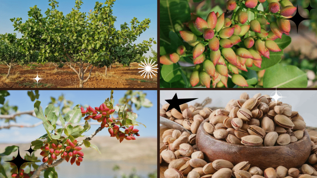 How to Plant Pistachio Nuts – Grow Your Own Nutty Treats!