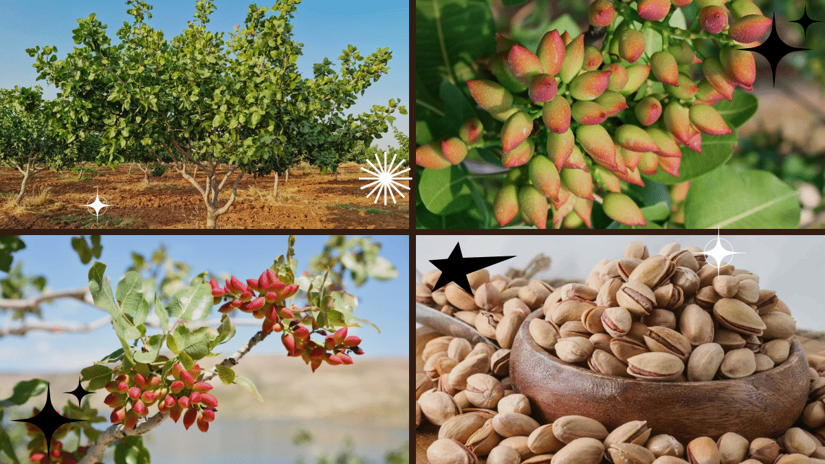 How to Plant Pistachio Nuts – Grow Your Own Nutty Treats!