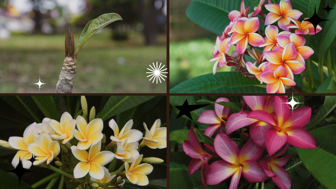 How to Plant Plumeria Cuttings – Add Fragrance to Your Space!