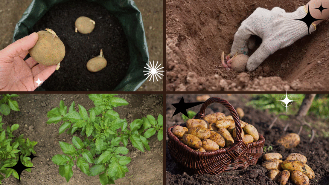 How to Plant Potatoes from a Potato – A Kitchen to Garden Miracle!