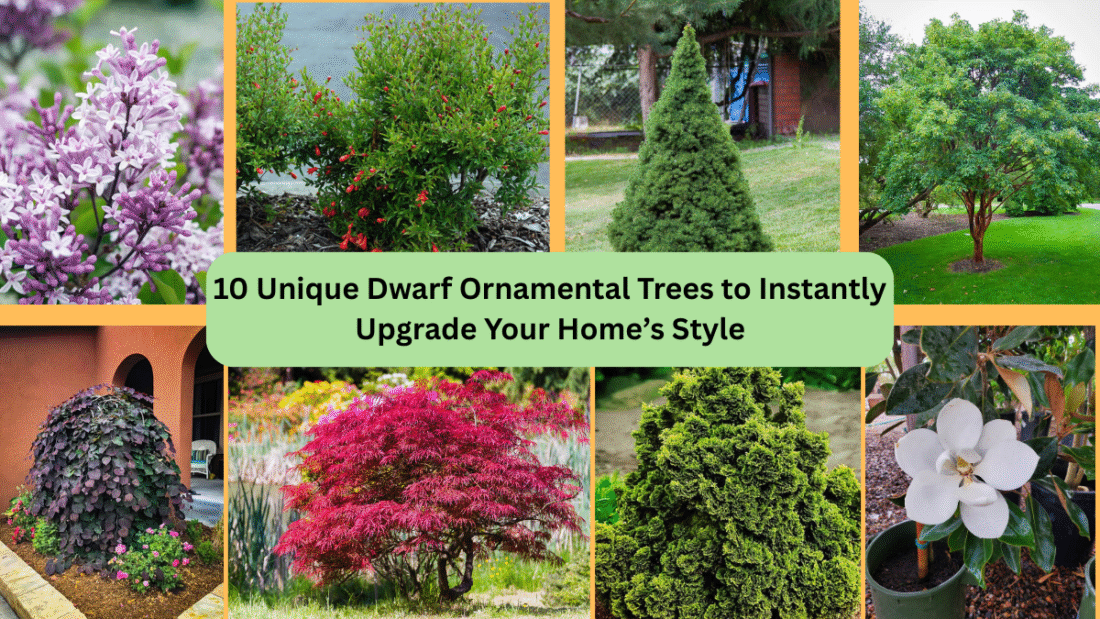 10 Unique Dwarf Ornamental Trees to Instantly Upgrade Your Home’s Style