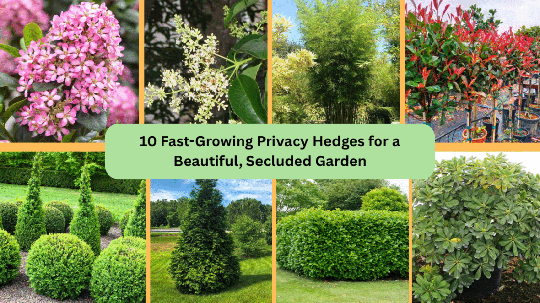 10 Fast-Growing Privacy Hedges for a Beautiful, Secluded Garden