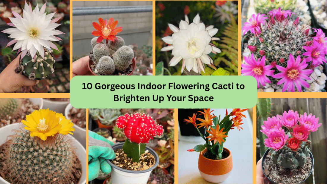 10 Gorgeous Indoor Flowering Cacti to Brighten Up Your Space