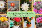 10 Gorgeous Indoor Flowering Cacti to Brighten Up Your Space