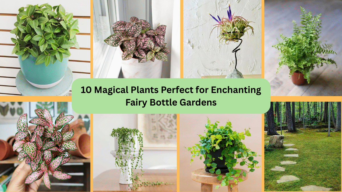 10 Magical Plants Perfect for Enchanting Fairy Bottle Gardens