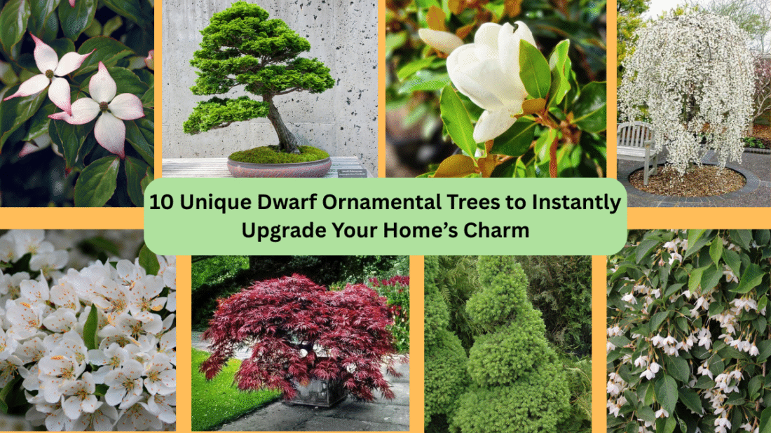 10 Unique Dwarf Ornamental Trees to Instantly Upgrade Your Home’s Charm
