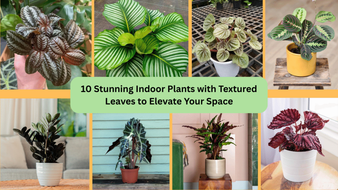 10 Stunning Indoor Plants with Textured Leaves to Elevate Your Space
