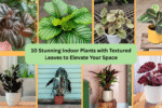 10 Stunning Indoor Plants with Textured Leaves to Elevate Your Space