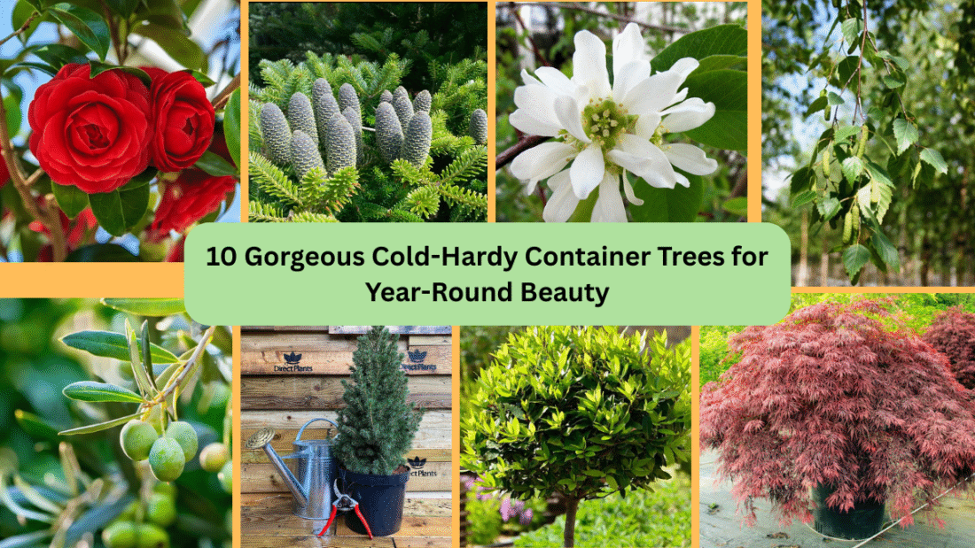 10 Gorgeous Cold-Hardy Container Trees for Year-Round Beauty