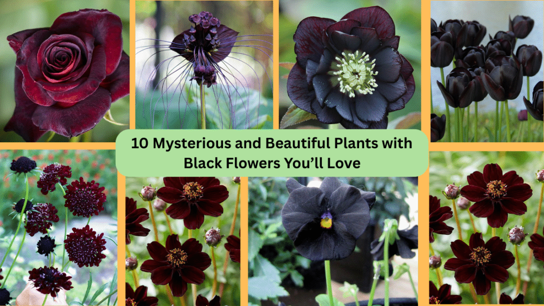 10 Mysterious and Beautiful Plants with Black Flowers You’ll Love