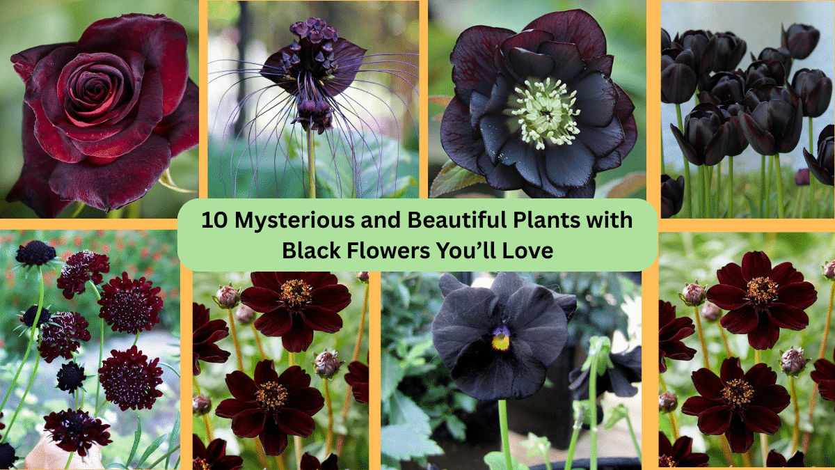 10 Mysterious and Beautiful Plants with Black Flowers You’ll Love