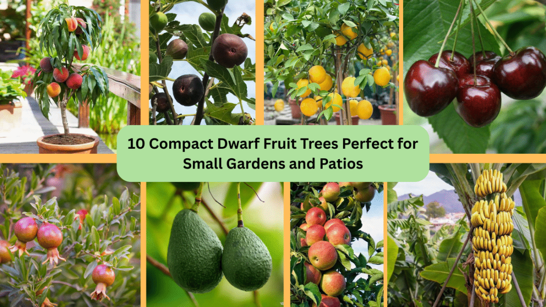 10 Compact Dwarf Fruit Trees Perfect for Small Gardens and Patios