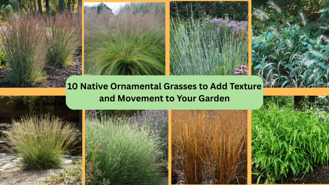 10 Native Ornamental Grasses to Add Texture and Movement to Your Garden