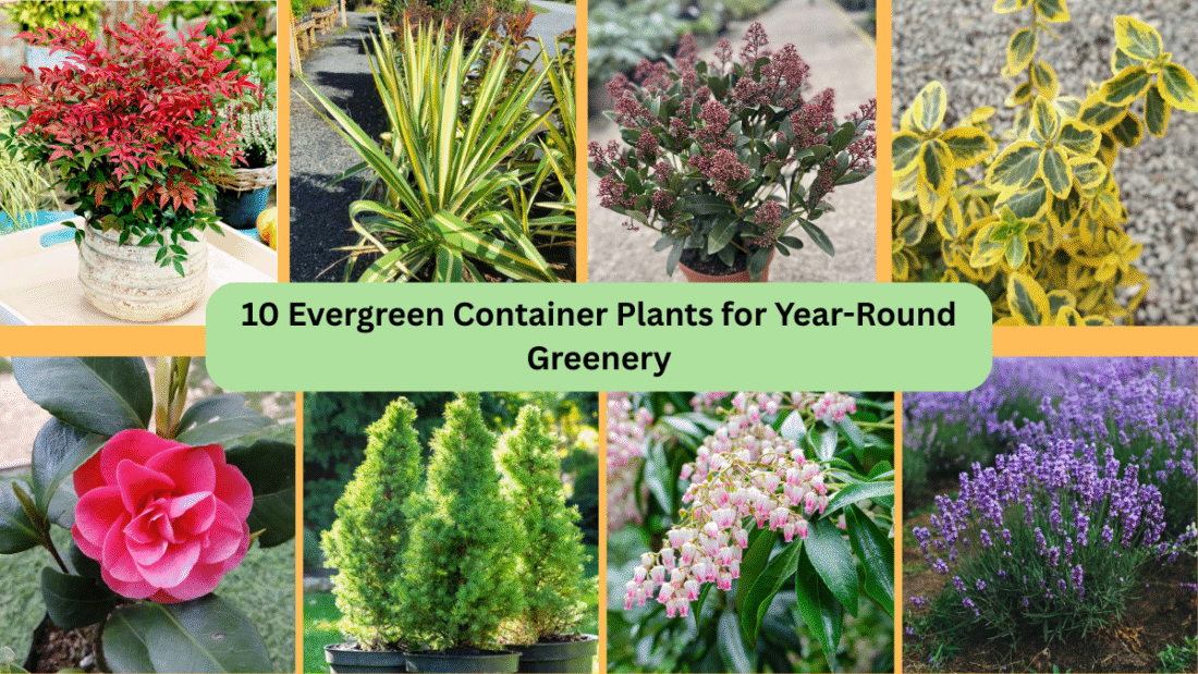 10 Evergreen Container Plants for Year-Round Greenery