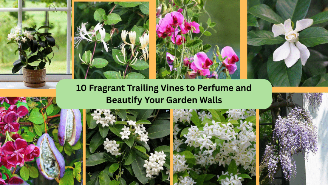 10 Fragrant Trailing Vines to Perfume and Beautify Your Garden Walls
