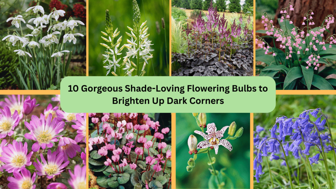 10 Gorgeous Shade-Loving Flowering Bulbs to Brighten Up Dark Corners
