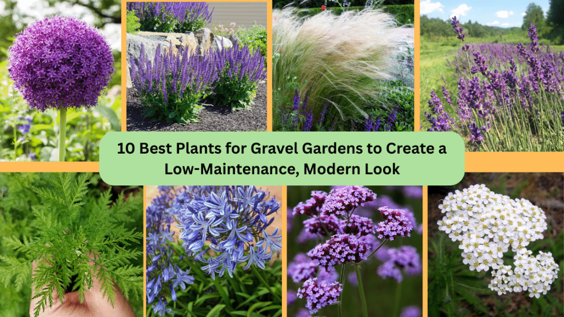 10 Best Plants for Gravel Gardens to Create a Low-Maintenance, Modern Look