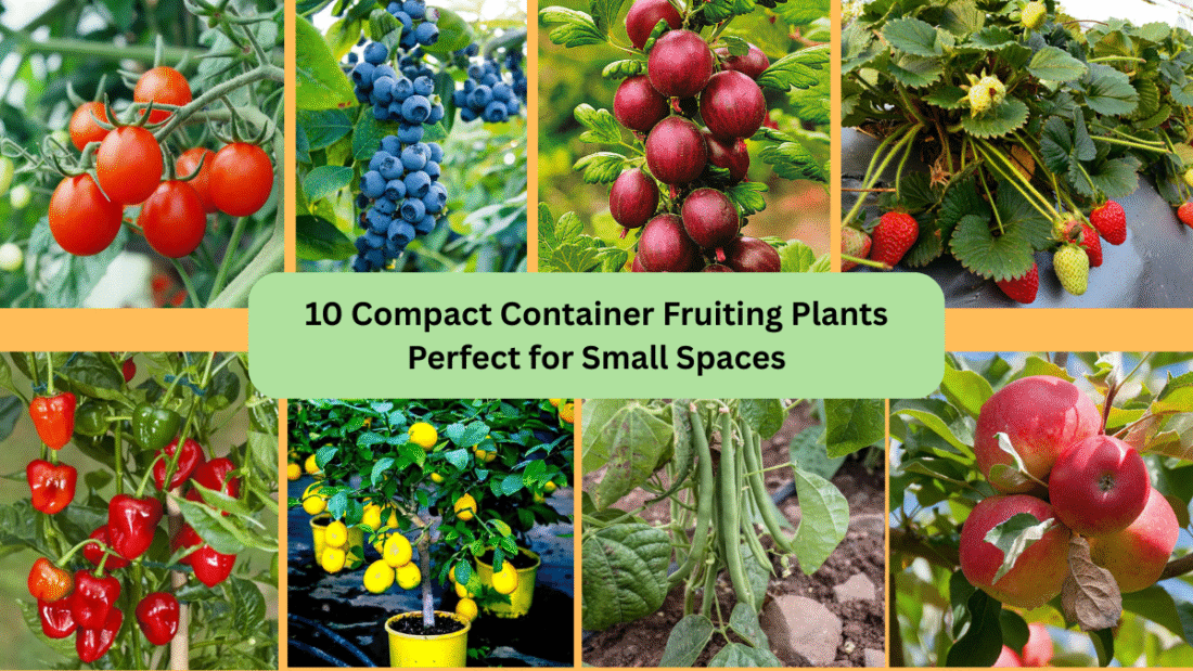 10 Compact Container Fruiting Plants Perfect for Small Spaces