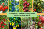 10 Compact Container Fruiting Plants Perfect for Small Spaces