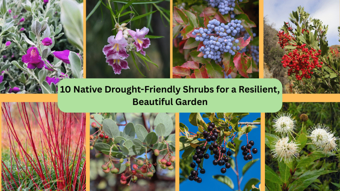 10 Native Drought-Friendly Shrubs for a Resilient, Beautiful Garden