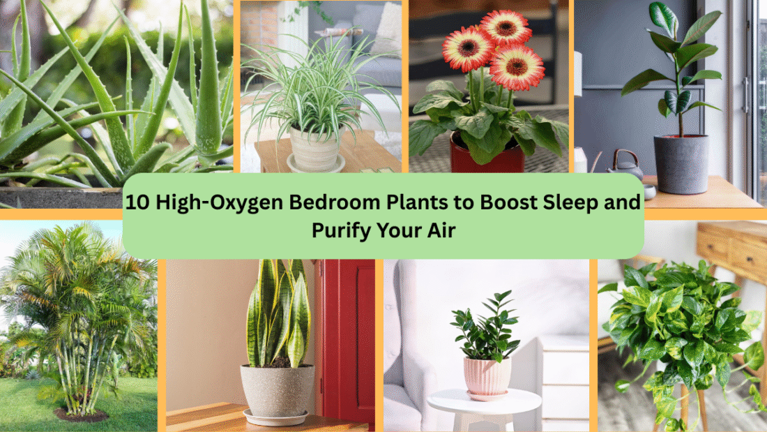 10 High-Oxygen Bedroom Plants to Boost Sleep and Purify Your Air