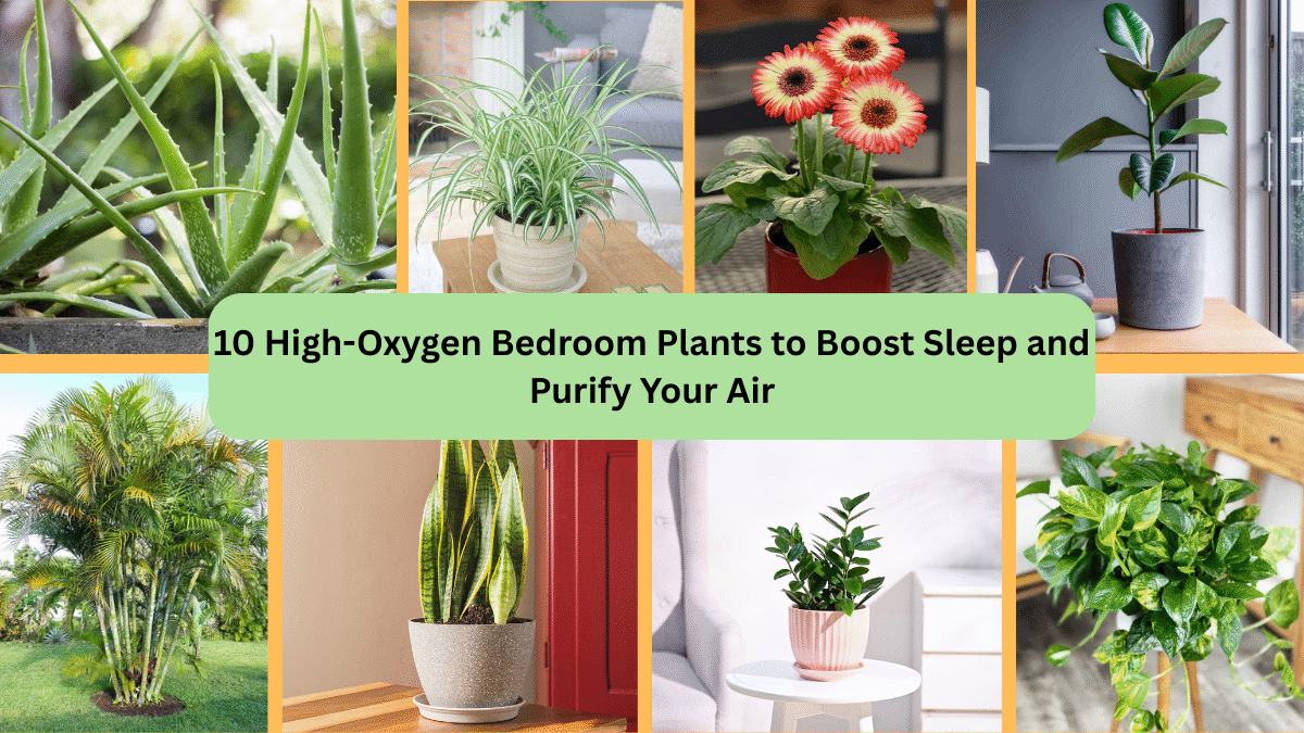 10 High-Oxygen Bedroom Plants to Boost Sleep and Purify Your Air