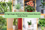 10 High-Oxygen Bedroom Plants to Boost Sleep and Purify Your Air
