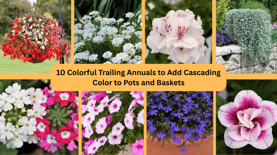 10 Colorful Trailing Annuals to Add Cascading Color to Pots and Baskets