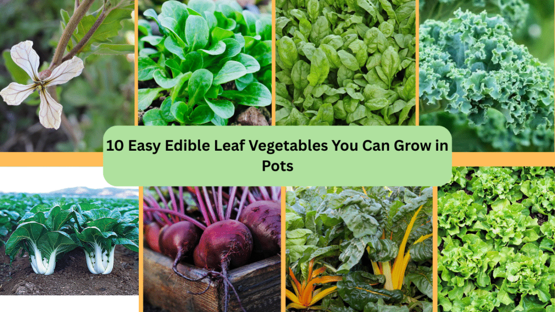 10 Easy Edible Leaf Vegetables You Can Grow in Pots