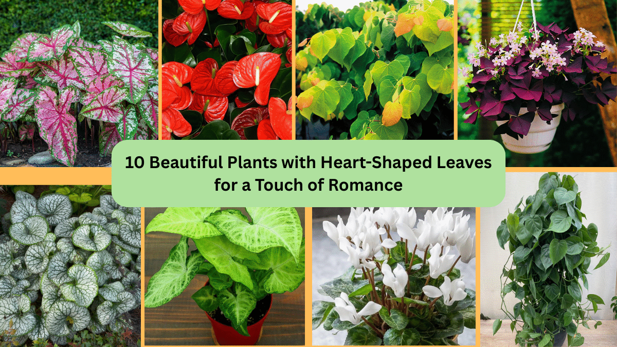 10 Beautiful Plants with Heart-Shaped Leaves for a Touch of Romance