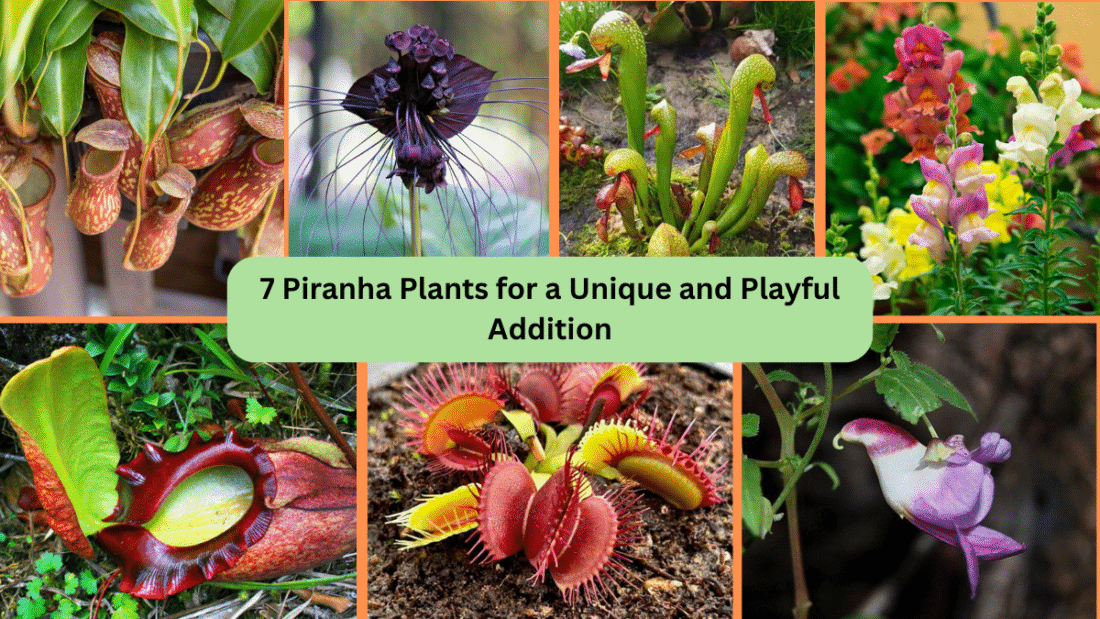 7 Piranha Plants for a Unique and Playful Addition