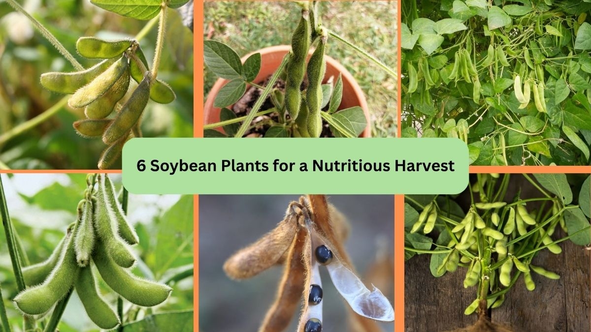 6 Soybean Plants for a Nutritious Harvest