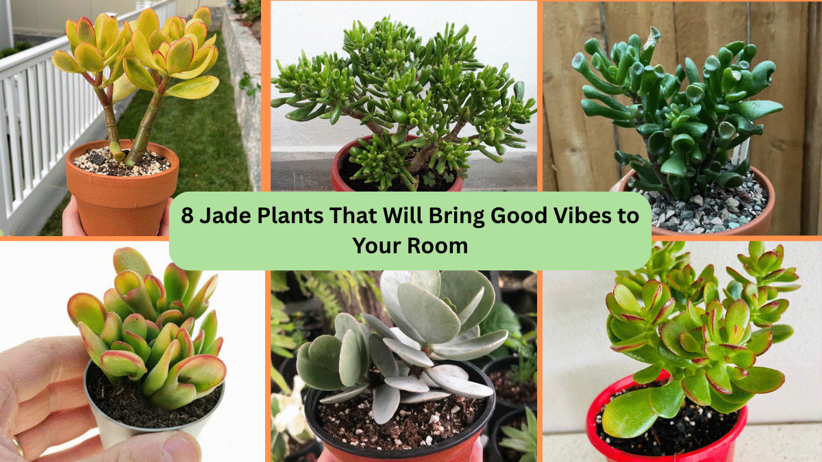 8 Jade Plants That Will Bring Good Vibes to Your Room