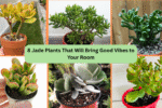 8 Jade Plants That Will Bring Good Vibes to Your Room