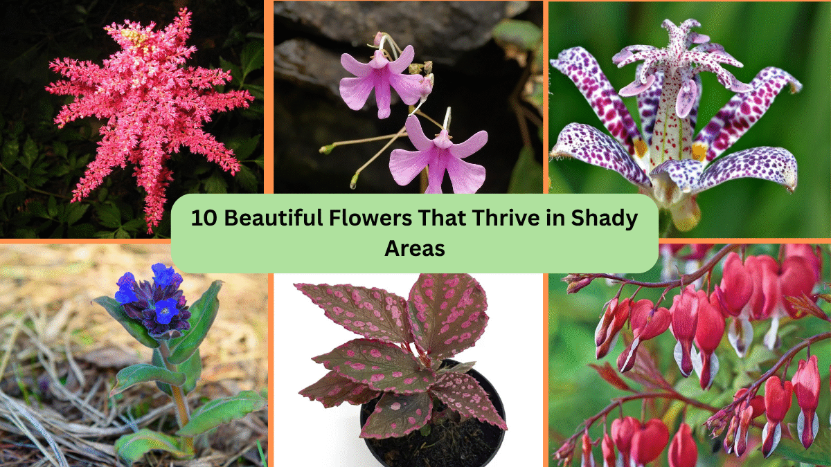 10 Tips to Grow Wildflowers for Beginners (2)