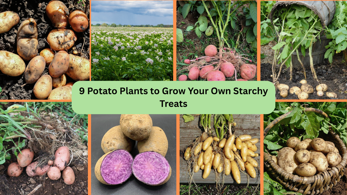 9 Potato Plants to Grow Your Own Starchy Treats